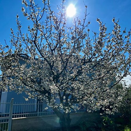 A Casa Di Marco Guesthouse - Apt Di Ciampino E Stazione Per Roma Marino Kültér fotó